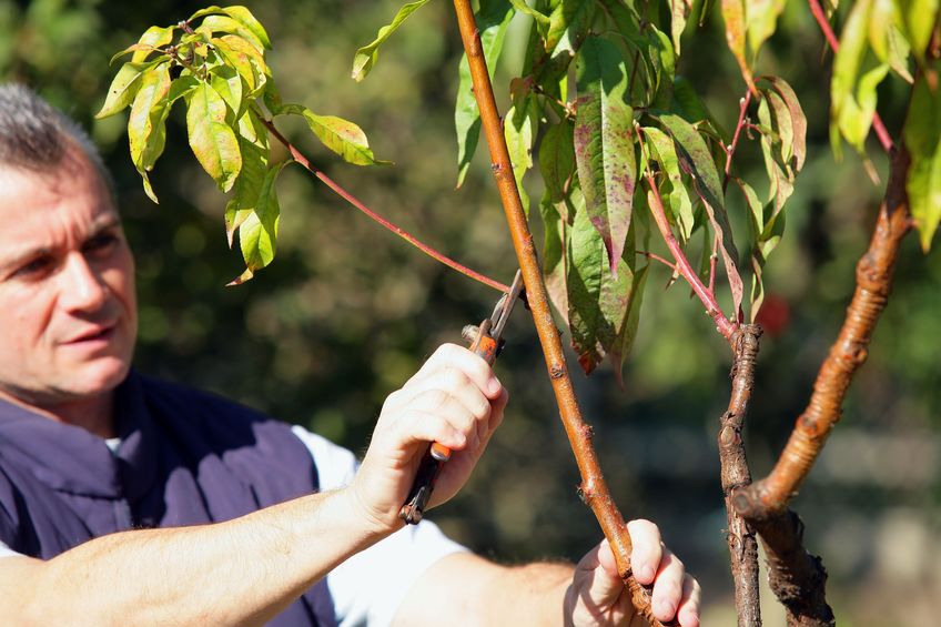 man cutting back tree in autumn garden