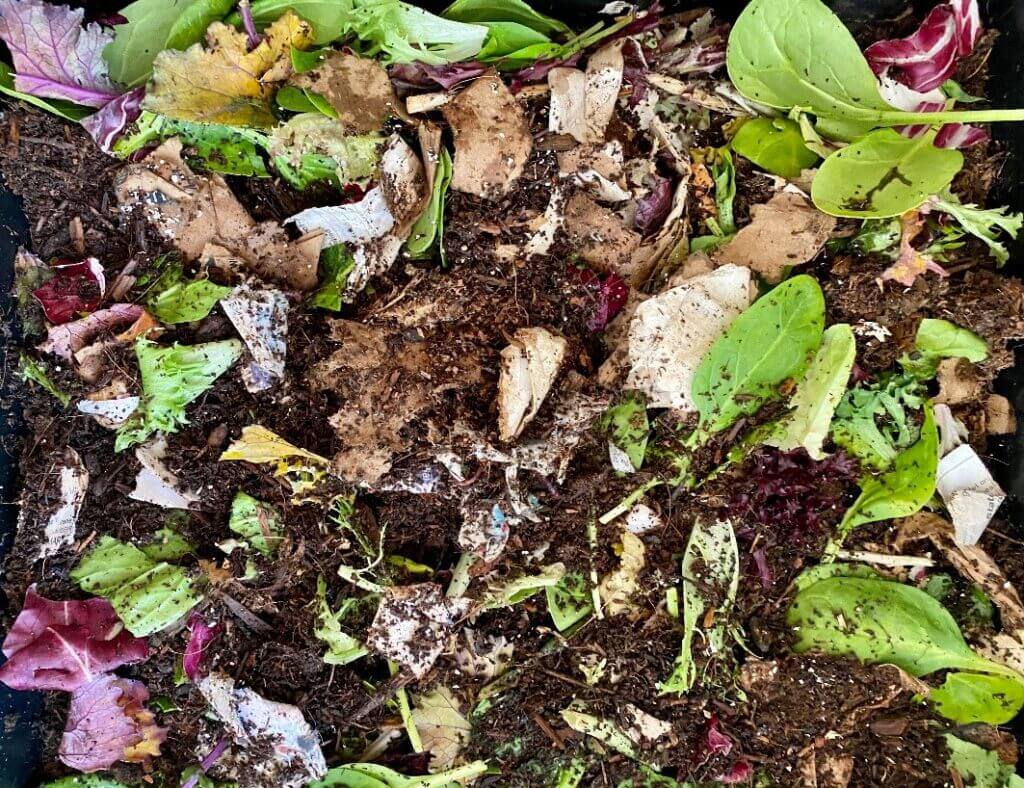 compost with salad leaves