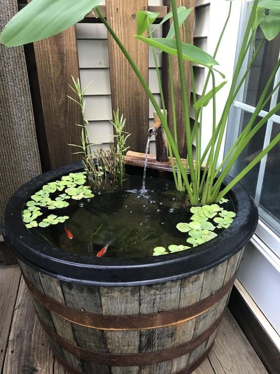 make a mini barrel pond with fish