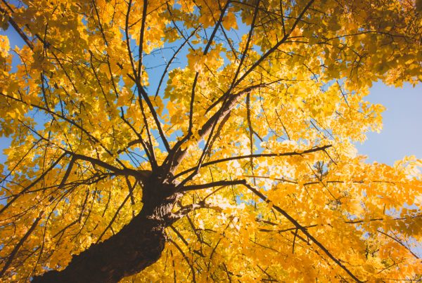 Why Do Leaves Change Colour in Autumn?