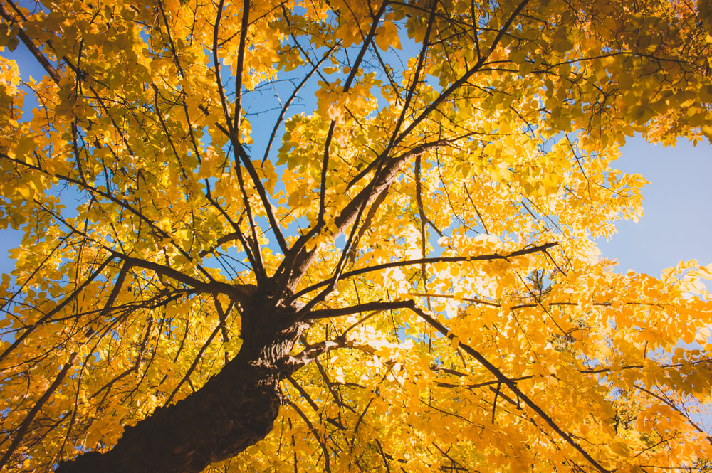 Autumn yellow sunshine tree