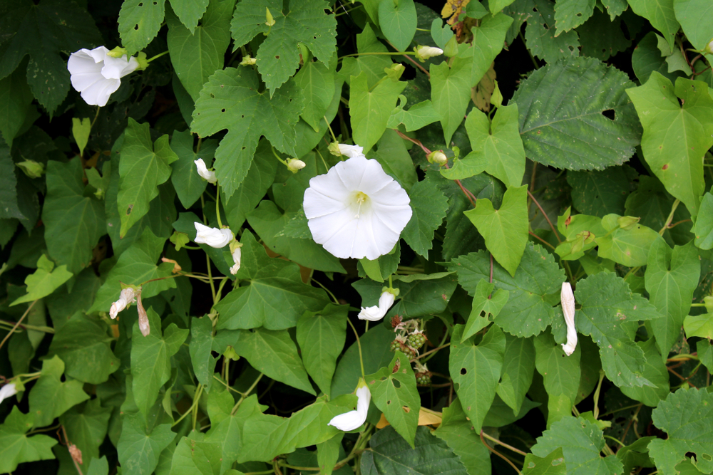 bindweed weed