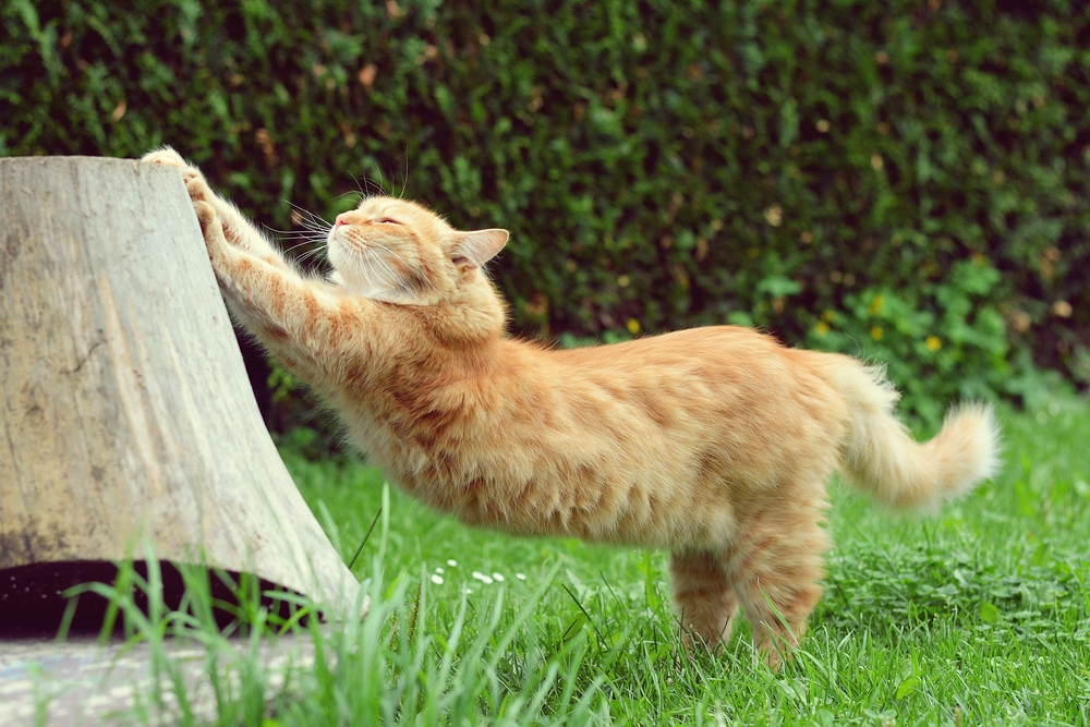 cat stretching in garden