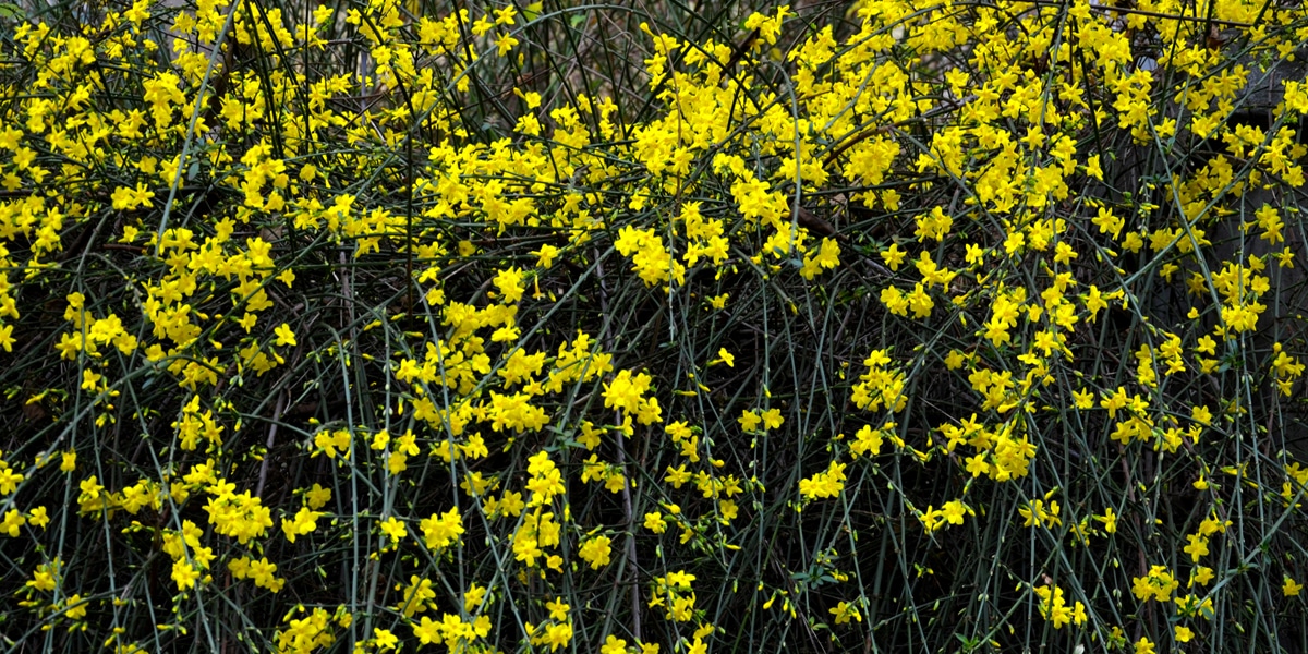 The Best Climbing Plants for your Garden Fence or Wall ColourFence