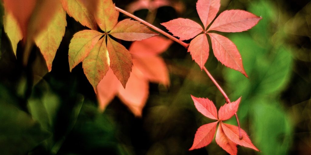The Best Climbing Plants for your Garden Fence or Wall ColourFence