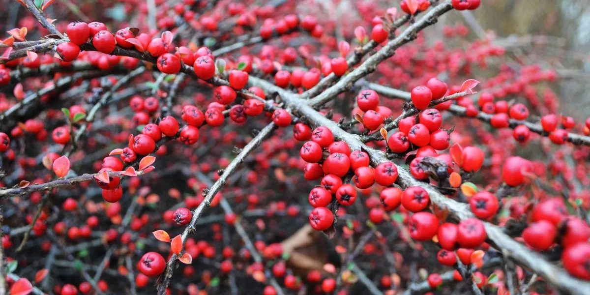 The Best Climbing Plants for your Garden Fence or Wall ColourFence