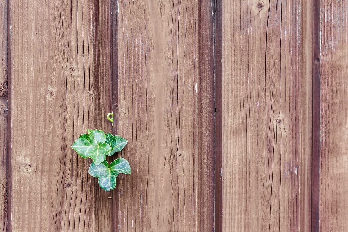 The True Cost of Wooden Fence Panels