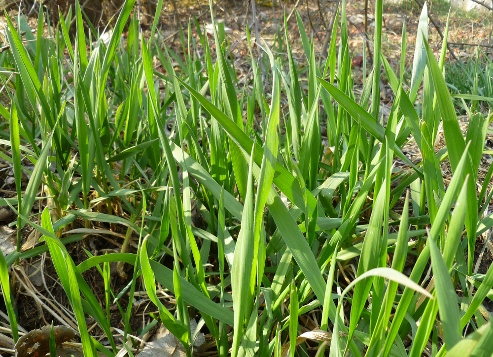 couch grass weeds 