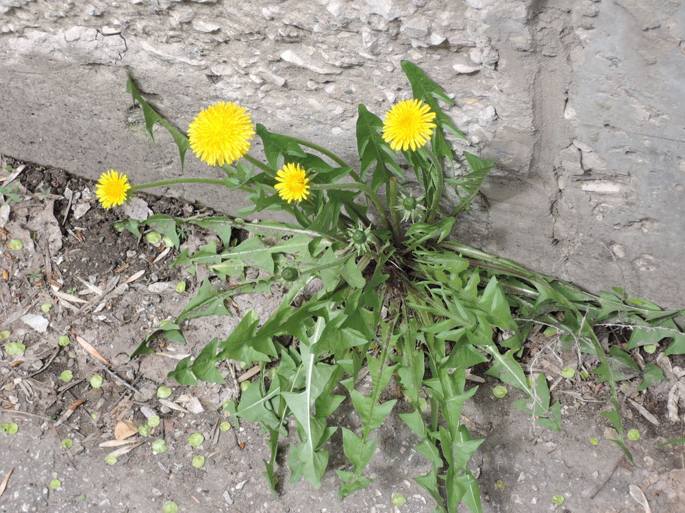 dandelion weeds growing 