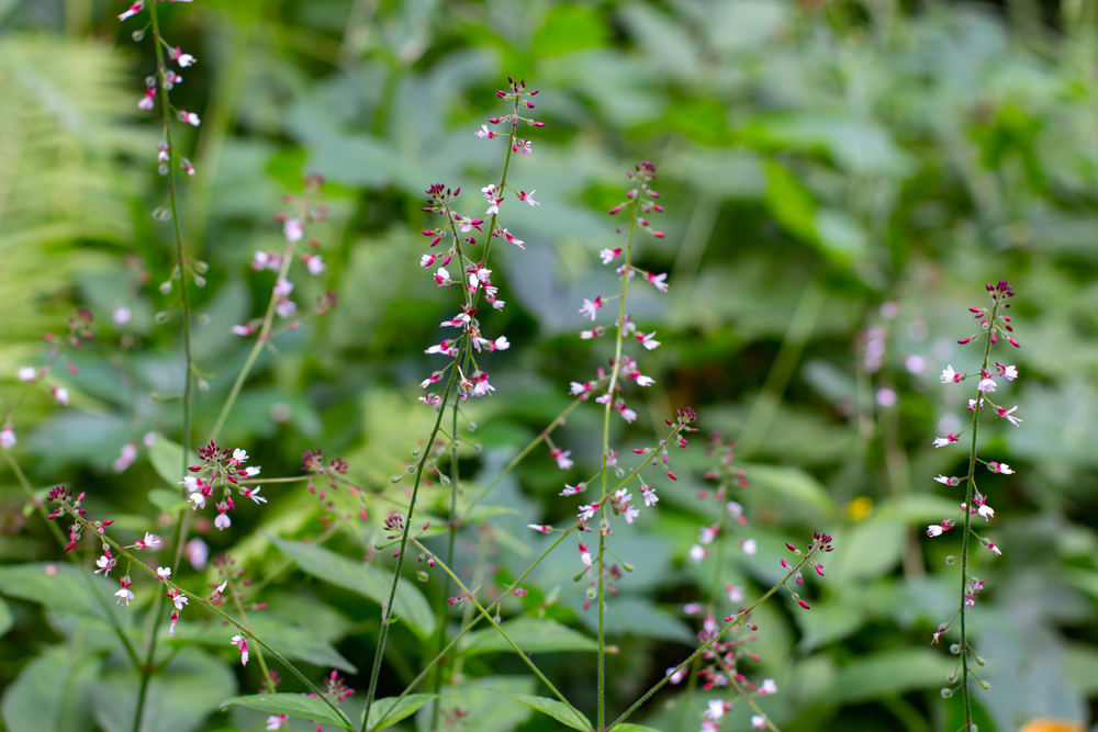 enchanter's nightshade weed