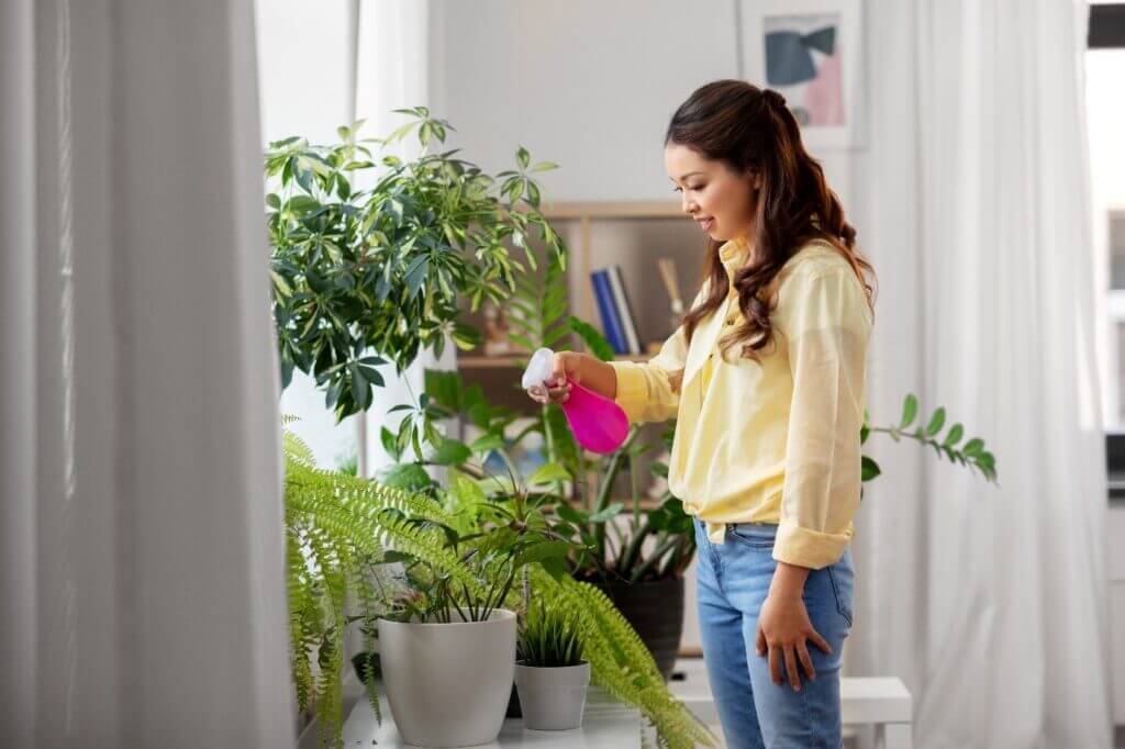avoid killing a houseplant with regular watering 