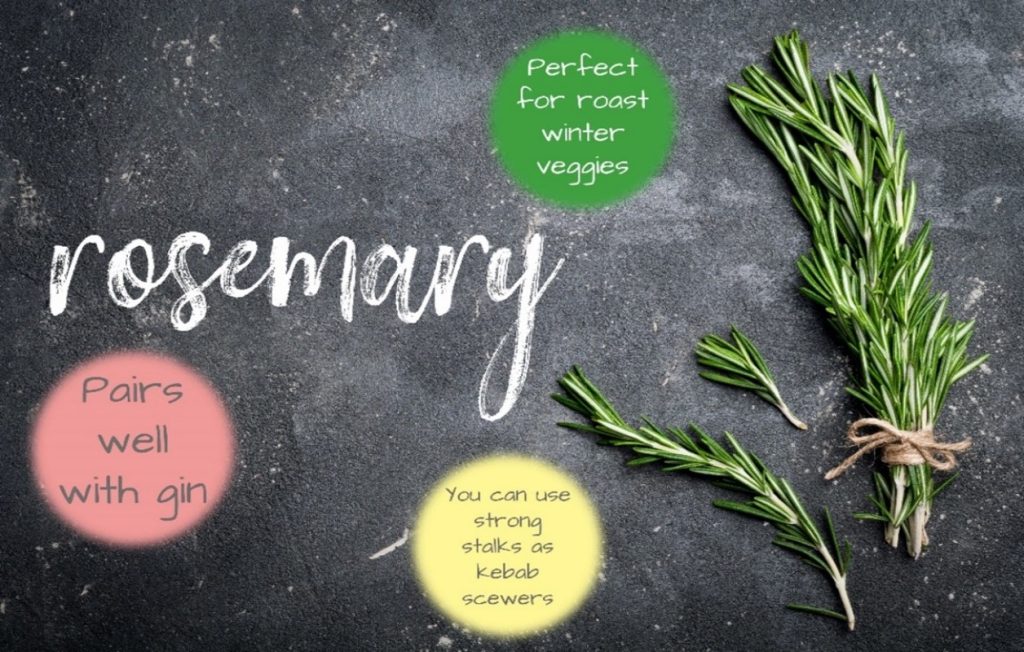 growing rosemary at home