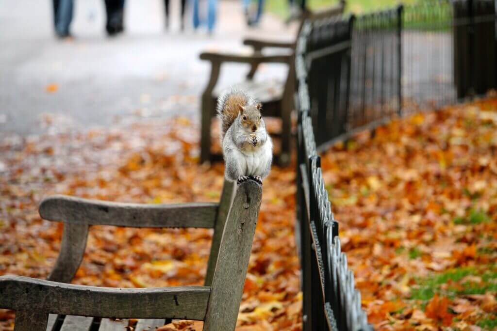 animal autumn bench