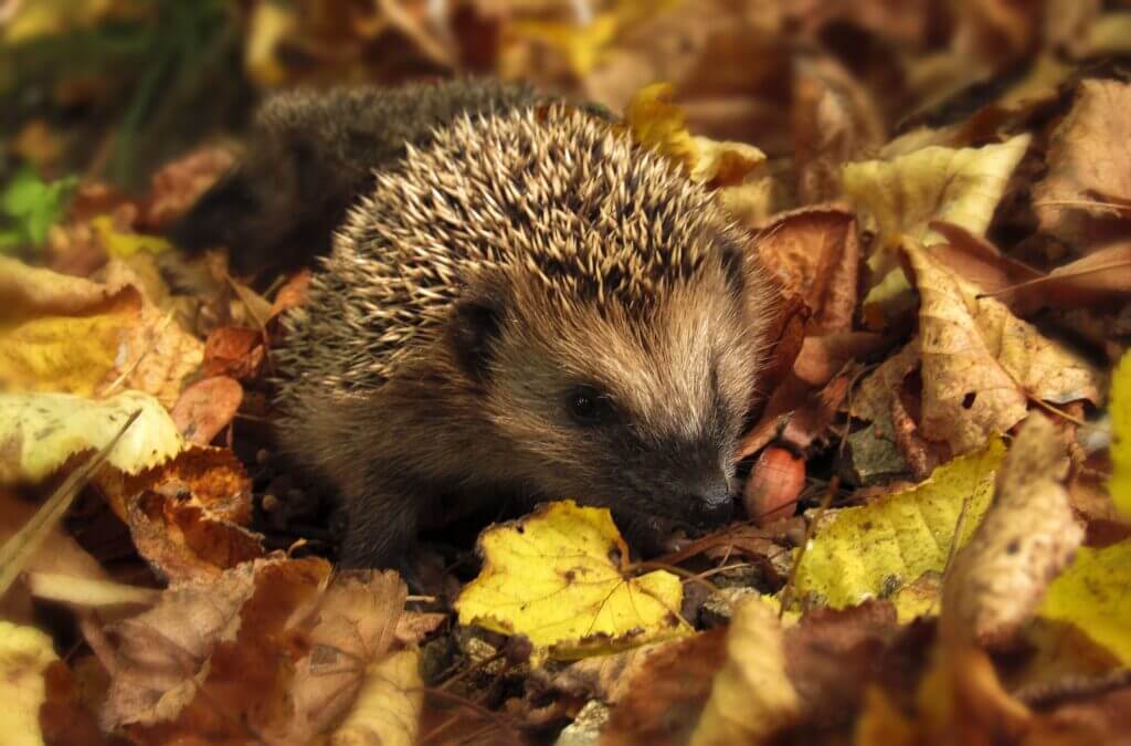 Autumn hedgehog in leaves