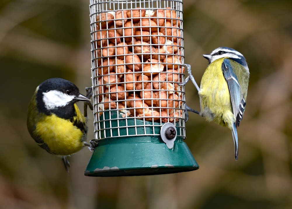 Birds eating from a bird feeder