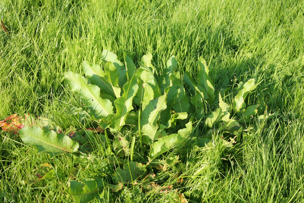 dock leaves weeds