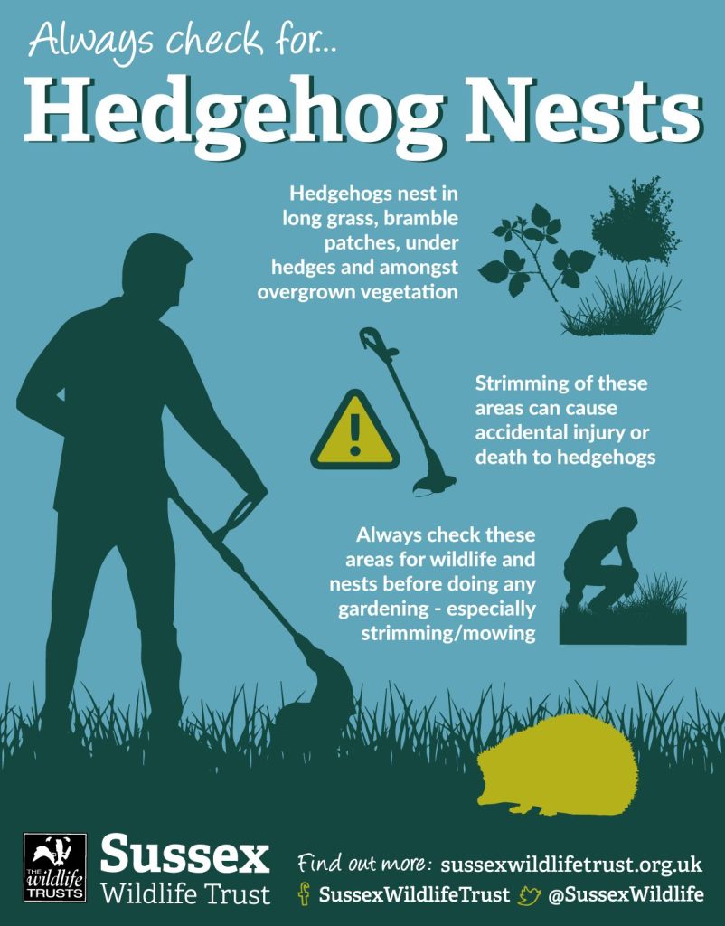 Helping Hedgehogs in Hot Weather