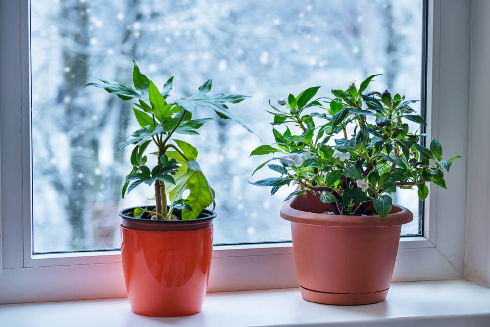 plants on windowsill