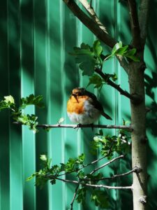 red robin on hawthorn against green Colourfence 