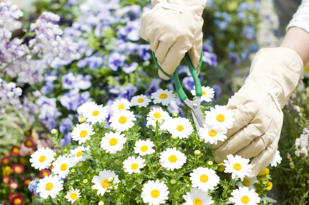 shatsu daisies in a garden pot with a woman pruning 