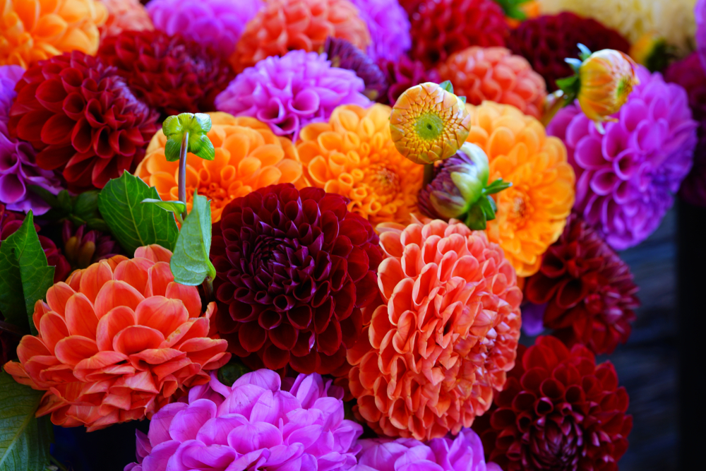 What Flowers to Plant in March ColourFence Limited