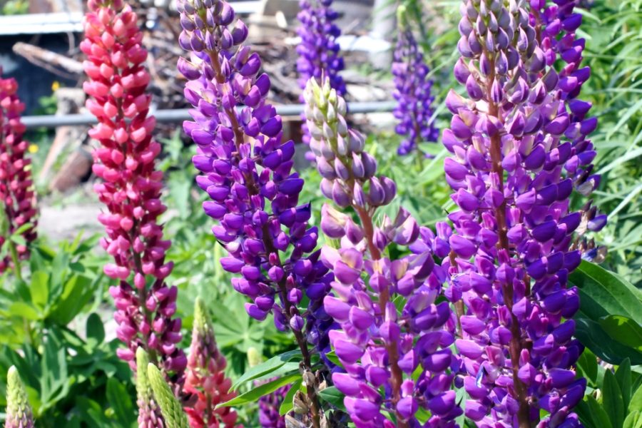 What Flowers to Plant in March ColourFence Limited