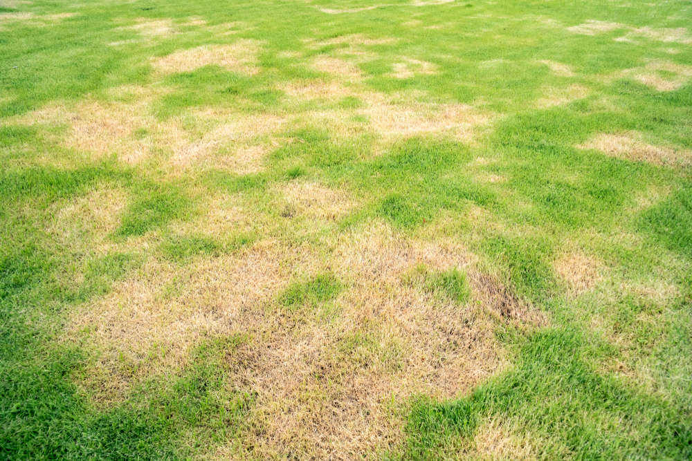 Caring for your Lawn in a Drought