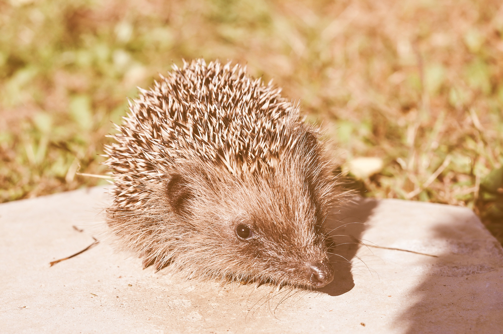 Helping Hedgehogs in Hot Weather