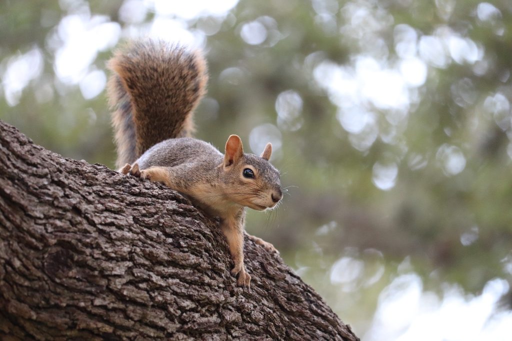 plant a tree to help wildlife