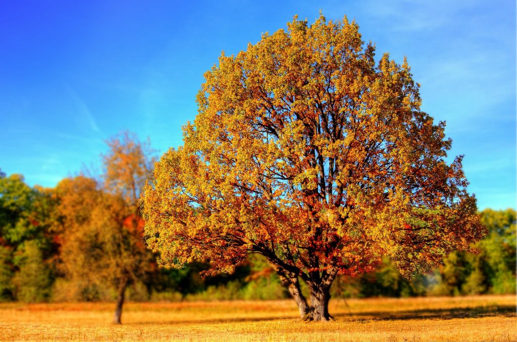 planting trees 